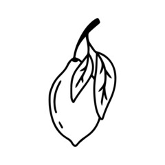 Doodle branch with lemons. Lemons with leaves. Vector illustration. Lime illustration.