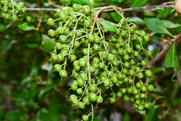 Heena Lawsonia inermis bunch of young green fruitat end branch, Used as herbal hair dye