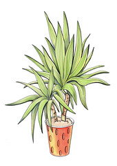 drawing illustration on white background close up plant botany evergreen succulent yucca in brown pot decor