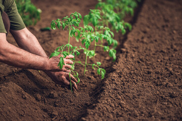 Farmer holding tomato plant in greenhouse, homegrown organic vegetables.