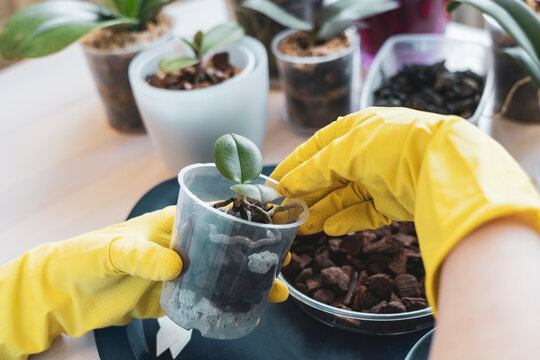 orchid transplanting, woman transplanting houseplants, houseplants are easy to care for, Beautiful orchid plant transplanted into new soil from pine bark on the background of a wooden table