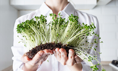 Sprouts of micro-green broccoli in the hands of a girl on the background of the kitchen.
