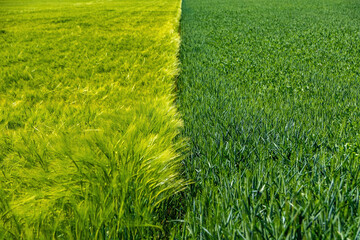 Obraz na płótnie Canvas green tones in contrast on a planted field