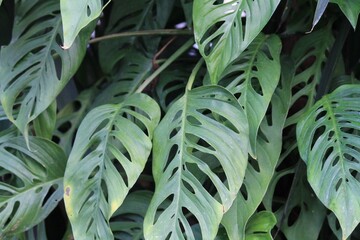 close up of green leaves