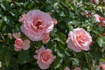 Light pink floribunda rose flowers © photohampster
