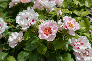 Rose peachy pink with red eyes flowers closeup © photohampster