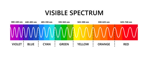 Visible light spectrum. Optical light wavelength. Electromagnetic visible color spectrum for human eye. Vector gradient diagram with wavelength and colors. Educational illustration on white background - obrazy, fototapety, plakaty