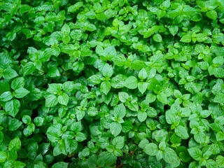 Weed growing up cover on the ground