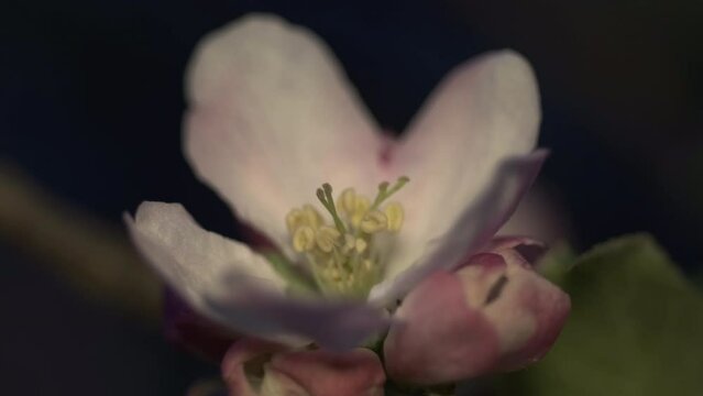 macro footage of apple tree blossom by twilight time