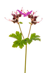 pink flower isolated on white background