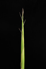 Bamboo sprout,bamboo shoots on black background