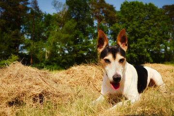 Jack Russel Mischling