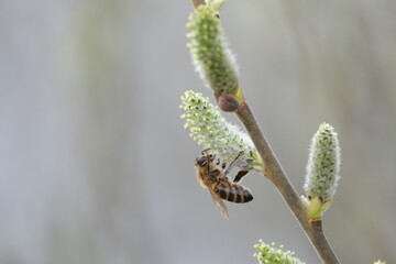 Close up of a bee on a blooming willow