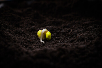 Germinated pea seed close-up in the ground, fertile dark soil