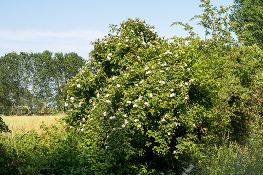 Rosa