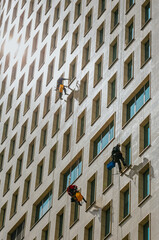 Industrial climbers wash windows of high-rise buildings. A group of workers washing windows in a...