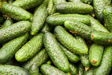 Cucumbers lying on a pile on top of each other, texture of cucumbers. Selective focus.