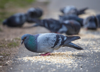 Pigeon pecking food on the street, close-up, selective focus. Gray pigeons in close-up, pecking...