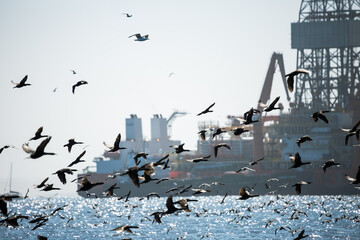 Many birds in the foreground. In the background a cargo ship. Selective focus. Walvis Bay, Namibia,...