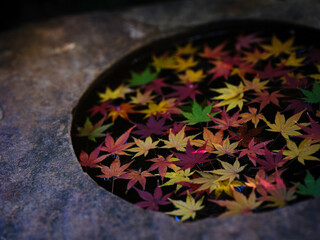 Fototapeta na wymiar Autumn leaves in a basin