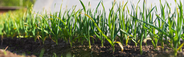 Obraz premium Crops planted in rich soil get ripe under sun. Plants grain sprout grow in dirt. Cultivated land close up. Agriculture plant growing in bed row. Sprouting agricultural plant. Green natural food crop