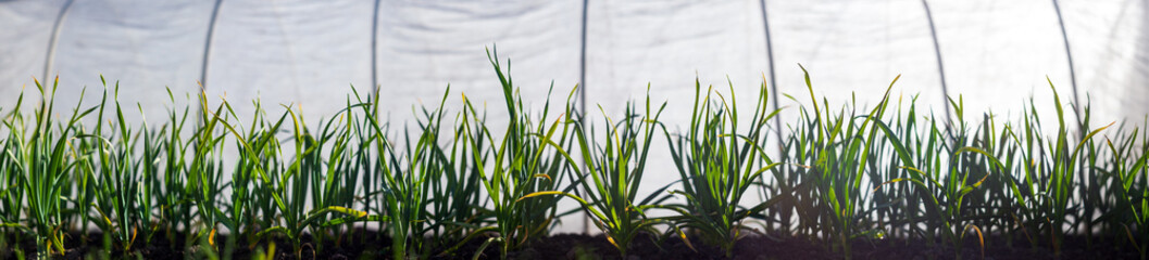 Obraz premium Crops planted in rich soil get ripe under sun. Plants grain sprout grow in dirt. Cultivated land close up. Agriculture plant growing in bed row. Sprouting agricultural plant. Green natural food crop