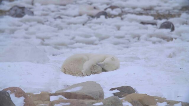 Single polar bear curling into ball for a nap on pure white snow