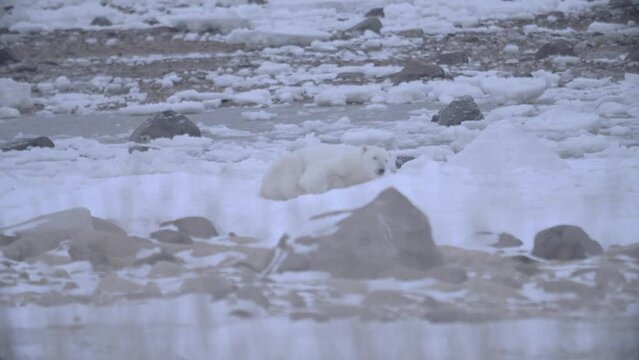 Polar bear curling up for a nap on the snow; rack focus long shot