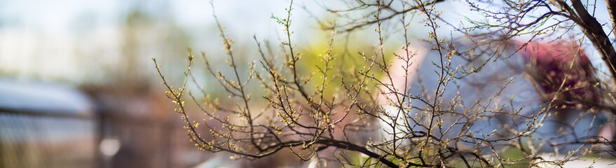 Fototapeta na wymiar Panorama of branches with buds on a blurred background. Young spring shoots of a tree