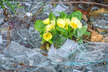 Primula vulgaris in broken glass