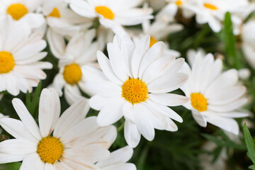 Beautiful daisies that bloom in spring when the sun warms the day.