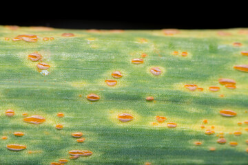 A macro image of Rust postules on a leek leaf.