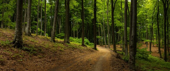 Trail in green forest. Calm summer day in the woods. Beautiful trail in the forest. Dramatic light - 505627852