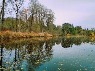 Lake in the park and reflection