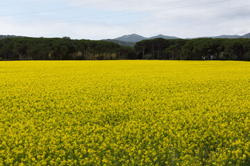 Fields of yellow flowers in early spring