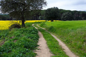 Rural dirt road with green grass in springtime