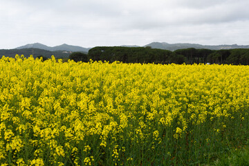 Fields of yellow flowers in early spring