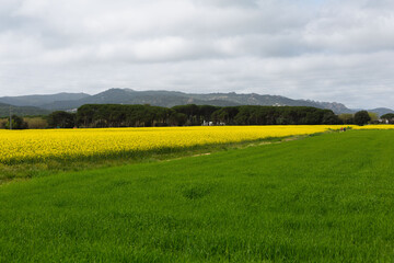 Spring and field full of yellow rapeseed blossoms
