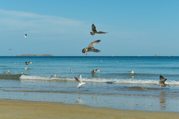 Mouettes et goéland pêche
