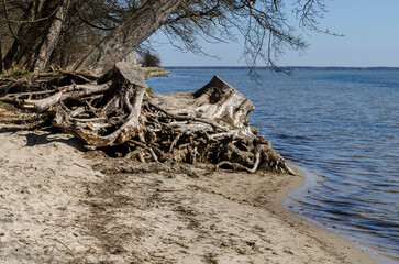 Korzeń drzewa na plaży  - obrazy, fototapety, plakaty