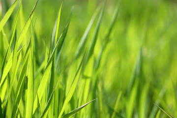 Fototapeta na wymiar Green grass in sunlight, blurred background. Fresh spring or summer nature, sunny meadow