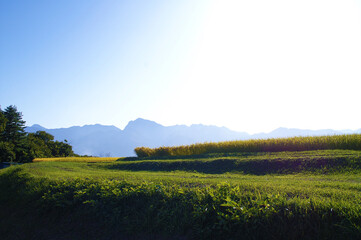 秋の稲田と南アルプスの風景