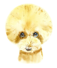 Poodle. Pet portrait. Watercolor hand drawn illustration