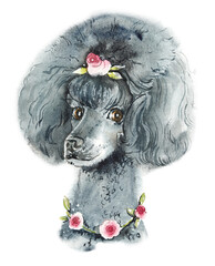 Poodle. Pet portrait. Watercolor hand drawn illustration