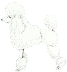 Poodle. Pet portrait. White and black graphic. Hand drawn illustration