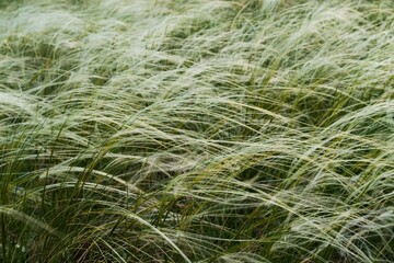 Feather Grass in the meadow inflates the wind. Needle Grass, Nassella tenuissima. Selective focus