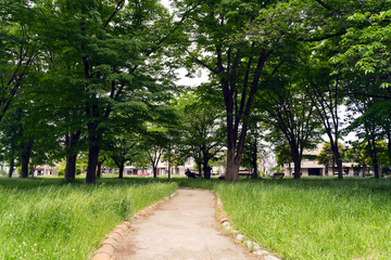Fototapeta na wymiar 緑がある公園のベンチ Park Bench Japan