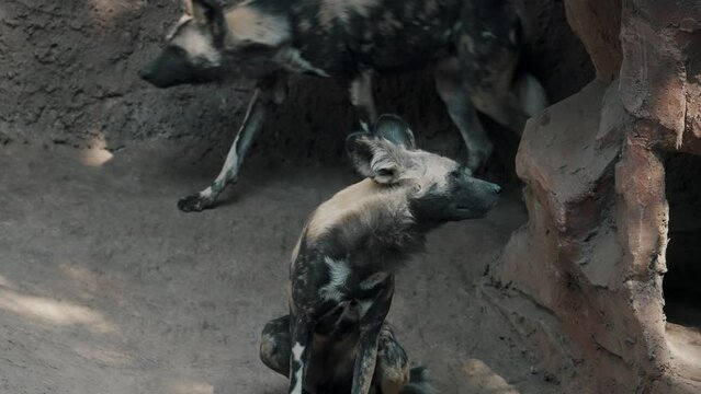 Close-up shot of African wild dog (painted wolf) sitting down