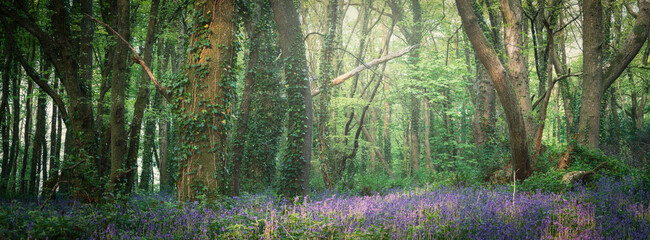 Fototapeta premium bluebell woods cornwall England uk 