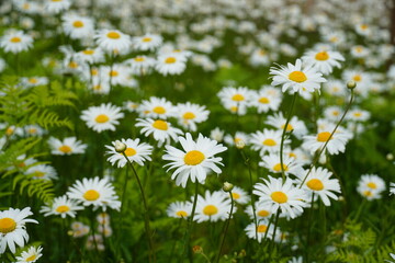 Fototapeta premium 咲き誇るシャスタデイジーの花